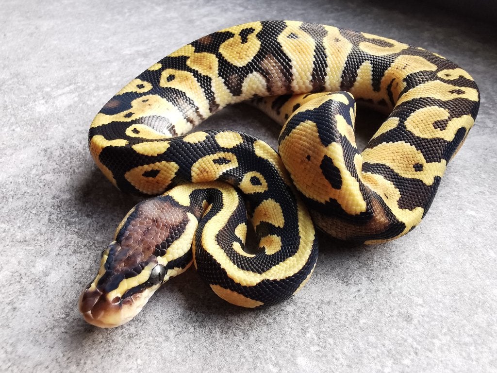0.1 Pastel (het Clown of het Cryptic) Koningspython Ball Python - female for sale from Philipse