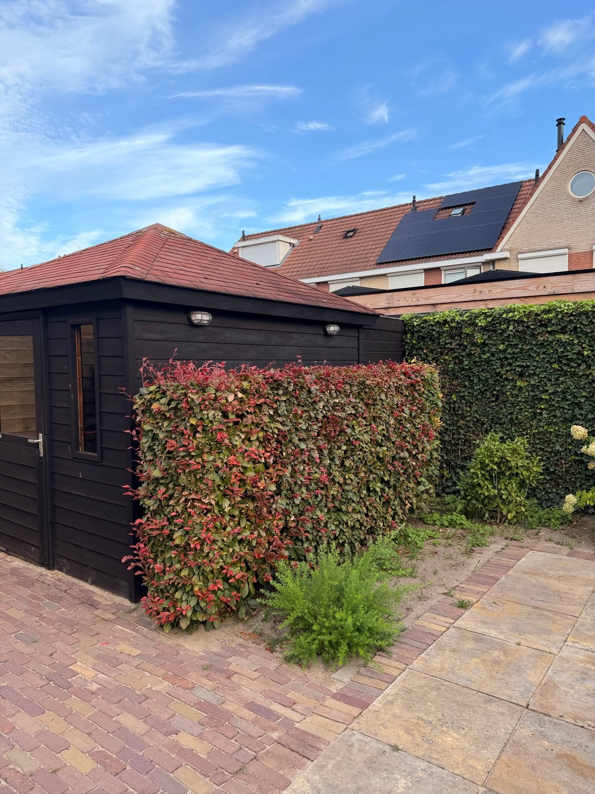 Gratis beukenhaag, zelf eruit halen, Ophalen, Beukenhaag, Haag, 100 tot 250 cm