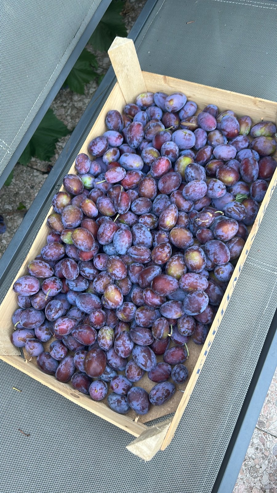 Pruimen uit EIGEN tuin! 1KG= €5, Tuin en Terras, Planten | Fruitbomen, Ophalen, Minder dan 100 cm, Overige soorten, Lente