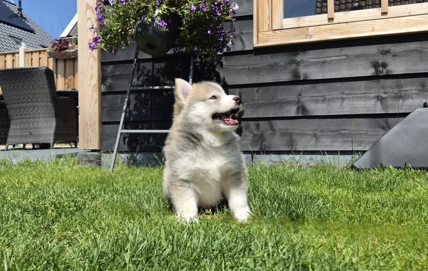 Pomsky mini husky, Dieren en Toebehoren, 8 tot 15 weken, Meerdere, Nederland, Fokker | Hobbymatig