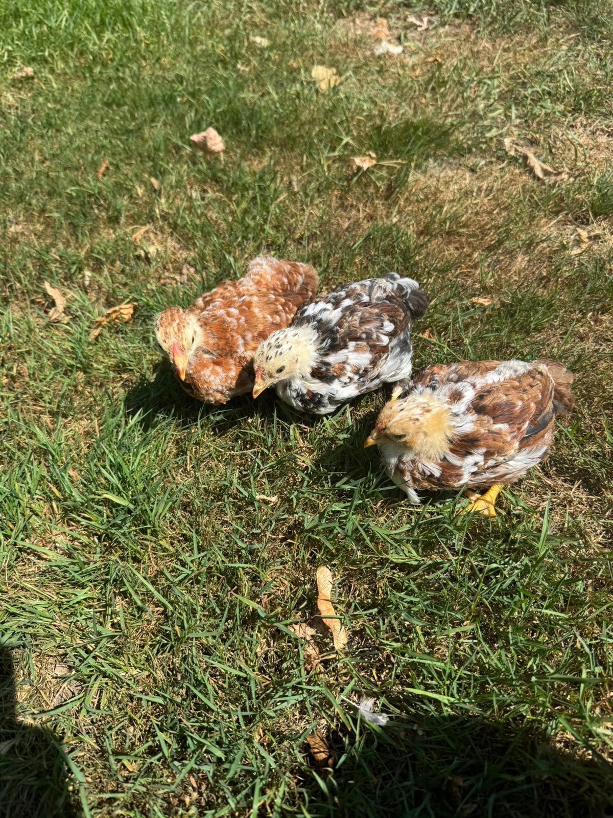 3 wyandotte rood porselijn kuikens, Dieren en Toebehoren, Pluimvee, Geslacht onbekend, Kip
