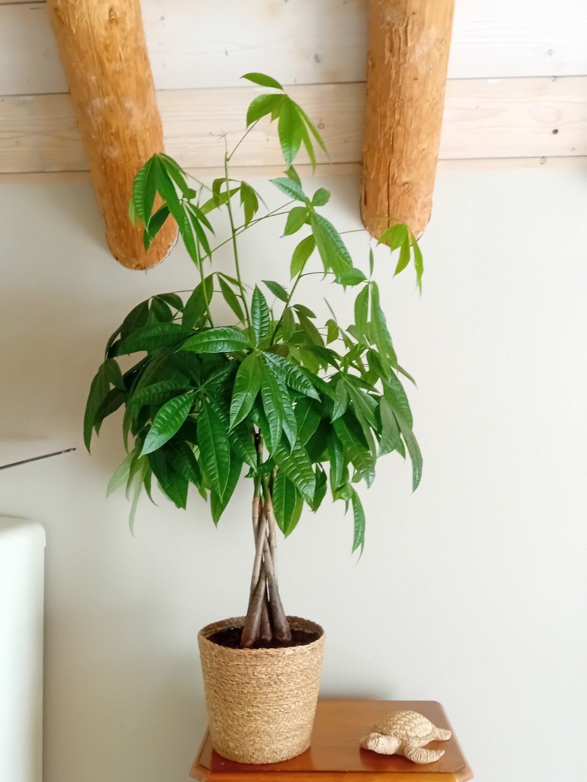 Gevlochten Pachira Aquatica - Geldboom, Huis en Inrichting, Ophalen, 100 tot 150 cm, Overige soorten, Halfschaduw