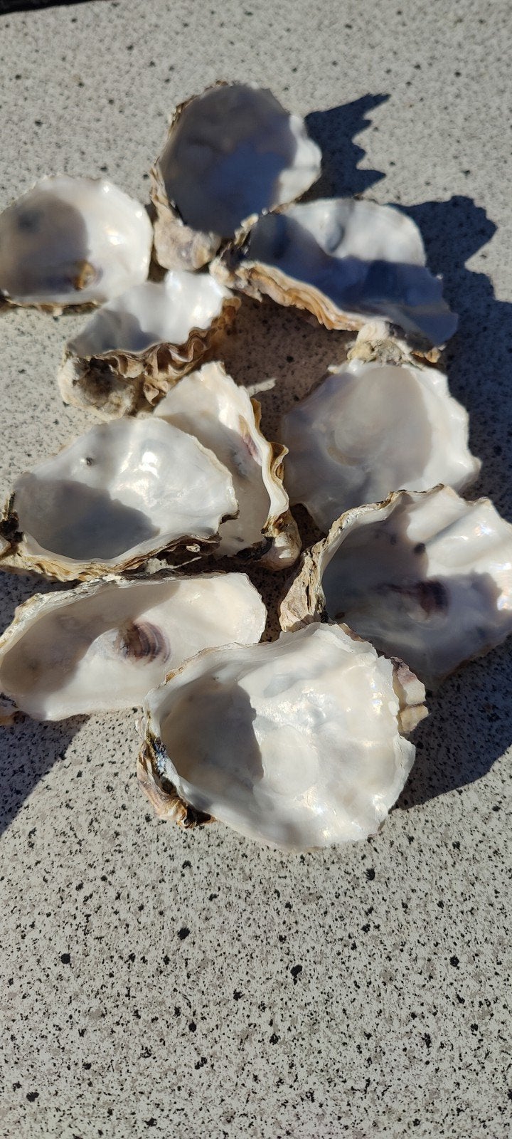 25x schoongemaakte oesterschelpen, Hobby en Vrije tijd, Ophalen of Verzenden, Nieuw