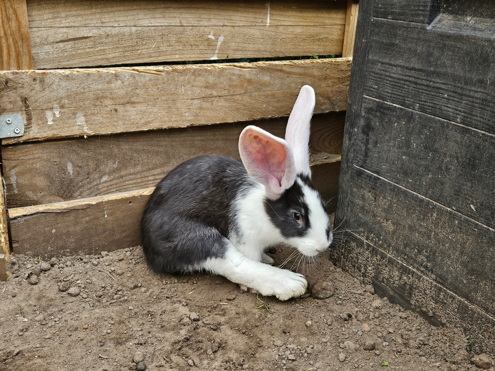 vlaamse reuzen konijnen, Dieren en Toebehoren, Mannelijk, Groot