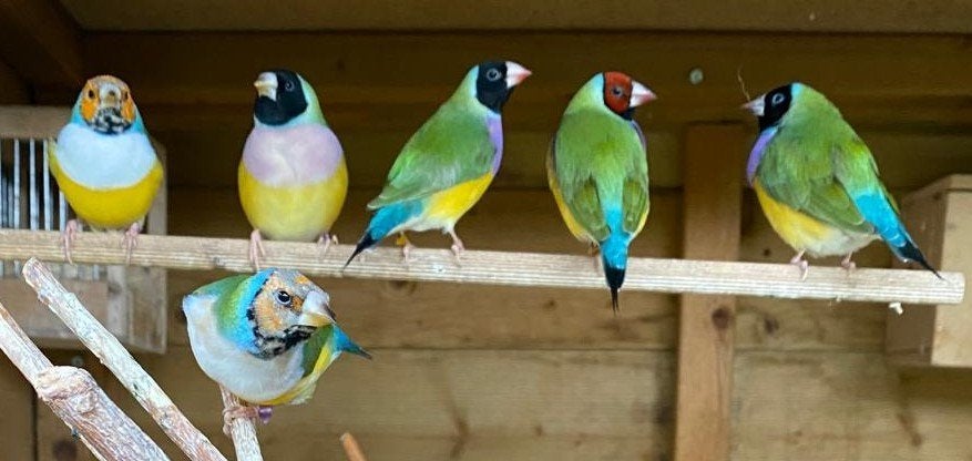 Gouldamadines koudkweek, Dieren en Toebehoren, Meerdere dieren, Tropenvogel