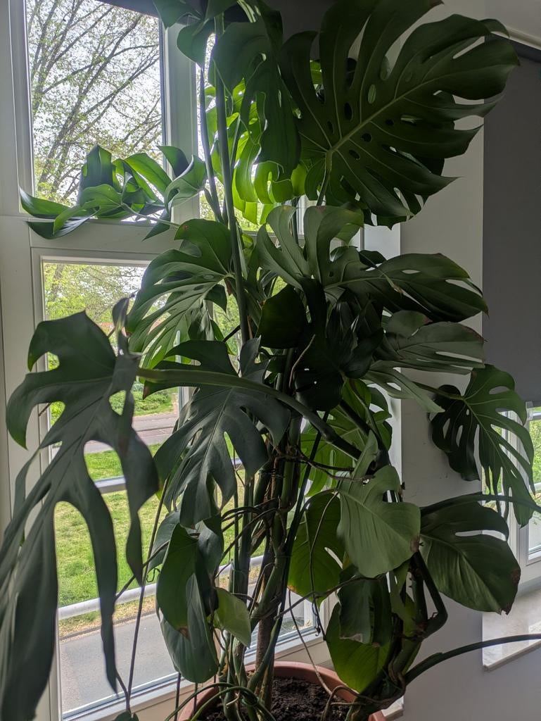 Grote Monstera gatenplant, Ophalen, Halfschaduw, Minder dan 100 cm