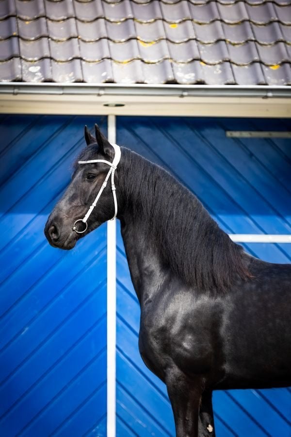 Grote en goed bewegende Friese STER merrie drachtig, Dieren en Toebehoren, Merrie, Met stamboom, Niet van toepassing, 3 tot 6 jaar