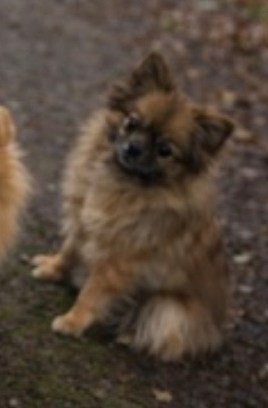Pomeriaan teef 1,5 jaar, Dieren en Toebehoren, Honden | Poolhonden, Keeshonden en Oertypen, Particulier, Keeshond, 1 tot 2 jaar
