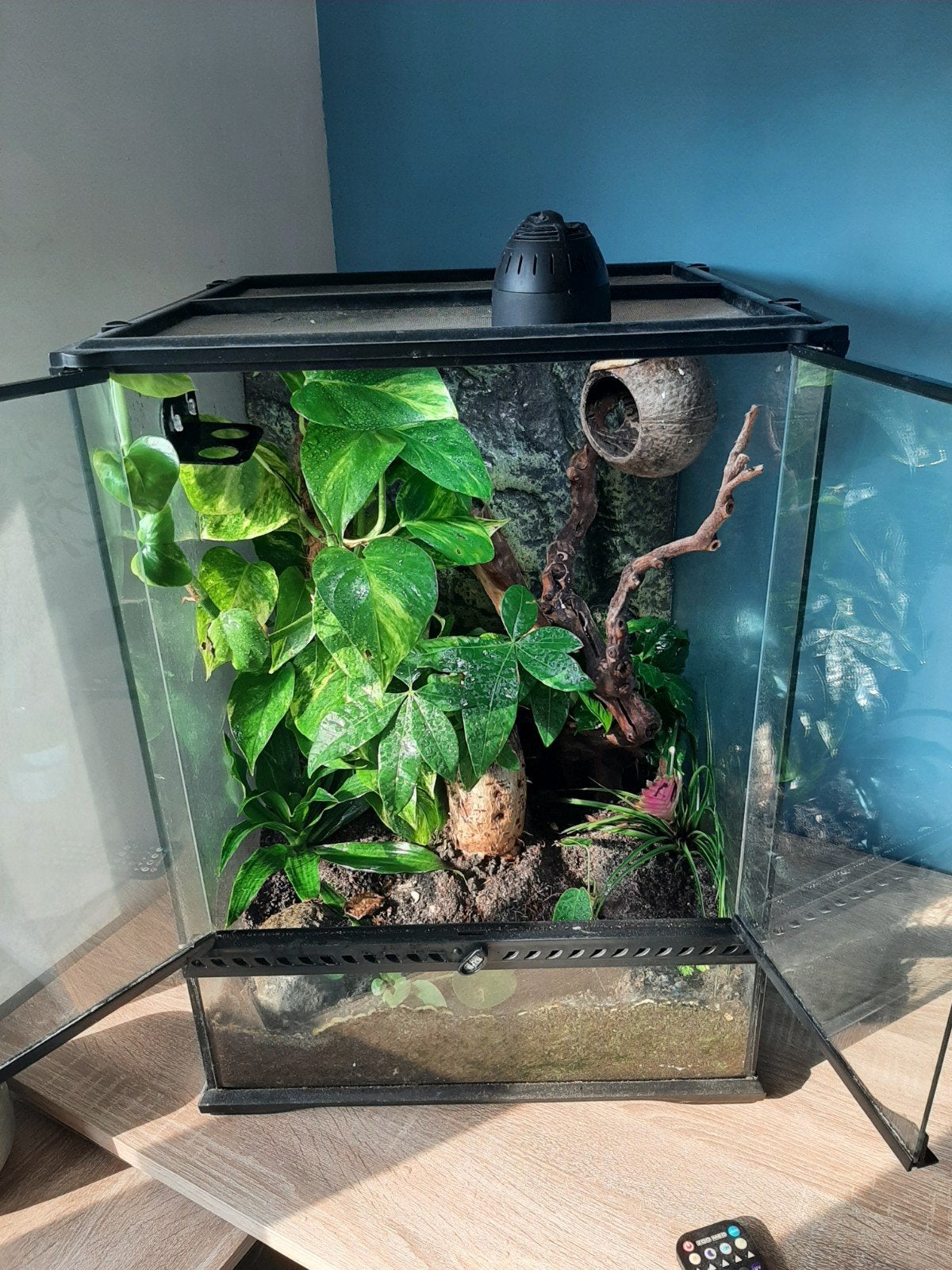 Terrarium inclusief gekko, Dieren en Toebehoren, Dierenvoeding, Ophalen, Reptiel of Amfibie