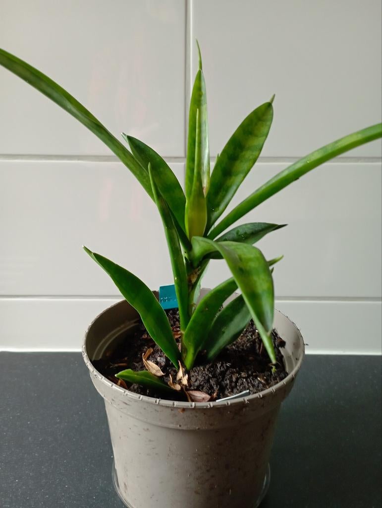 Dracaena plant ., Ophalen of Verzenden, Overige soorten, Volle zon