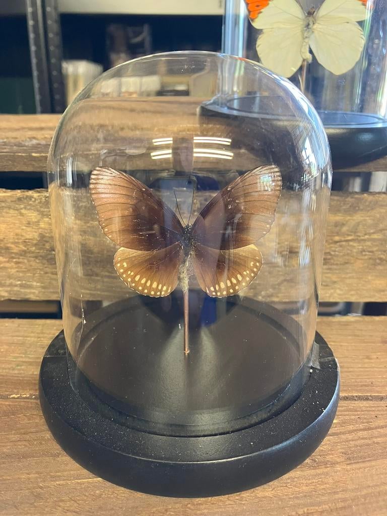 Vlinder in stolp, Verzamelen, Dierenverzamelingen, Nieuw, Opgezet dier, Insect, Ophalen of Verzenden