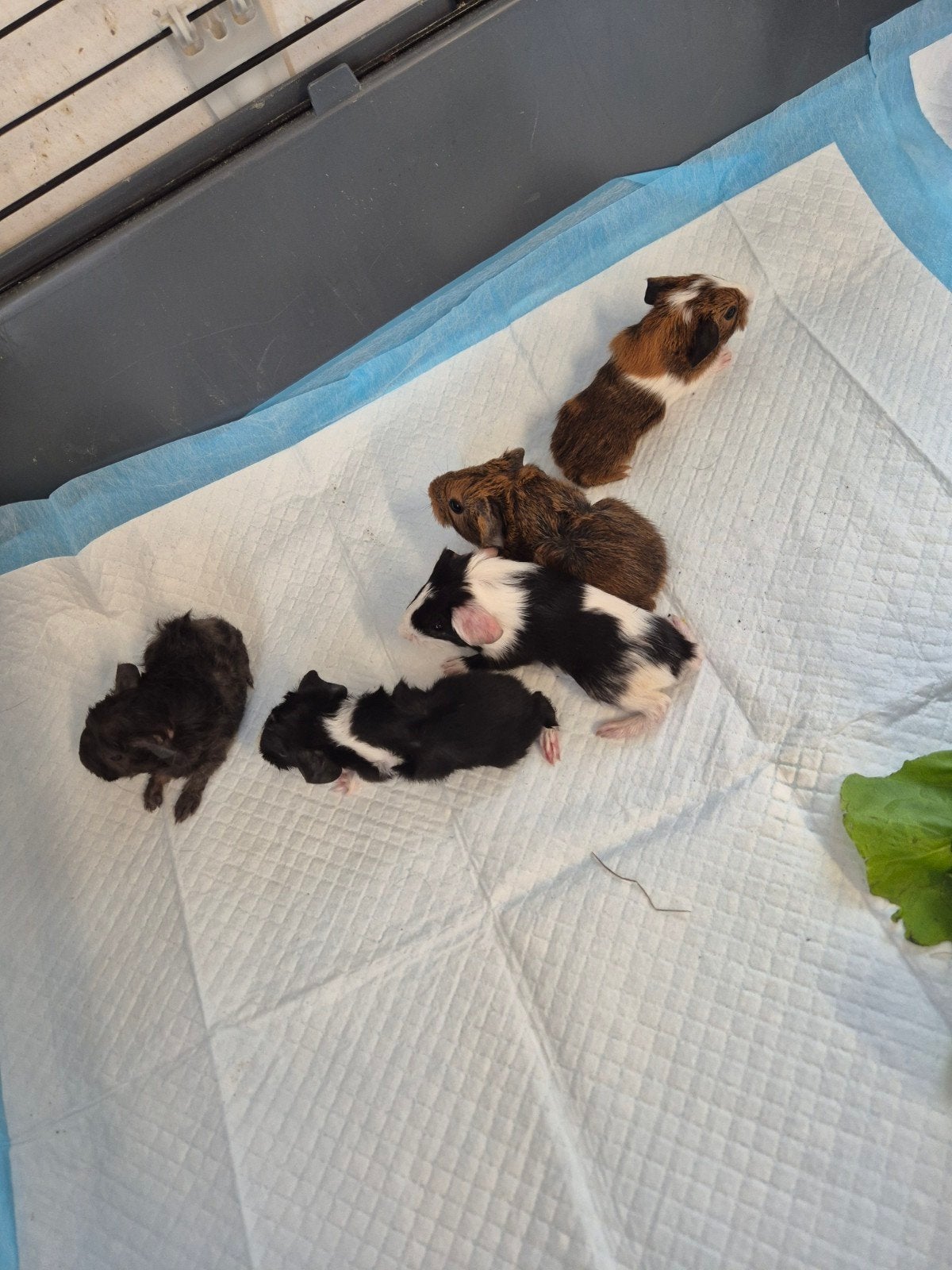 (Nog 2 beertjes)5 jonge cavia's geboren 12-6-26, Dieren en Toebehoren, Juni, Meerdere dieren, Tam