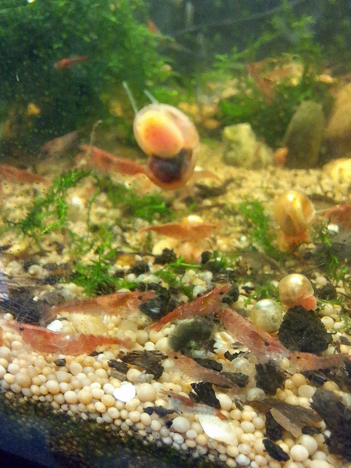 Koi red garnalen en Sakura red garnalen, Dieren en Toebehoren, Kreeft, Krab of Garnaal