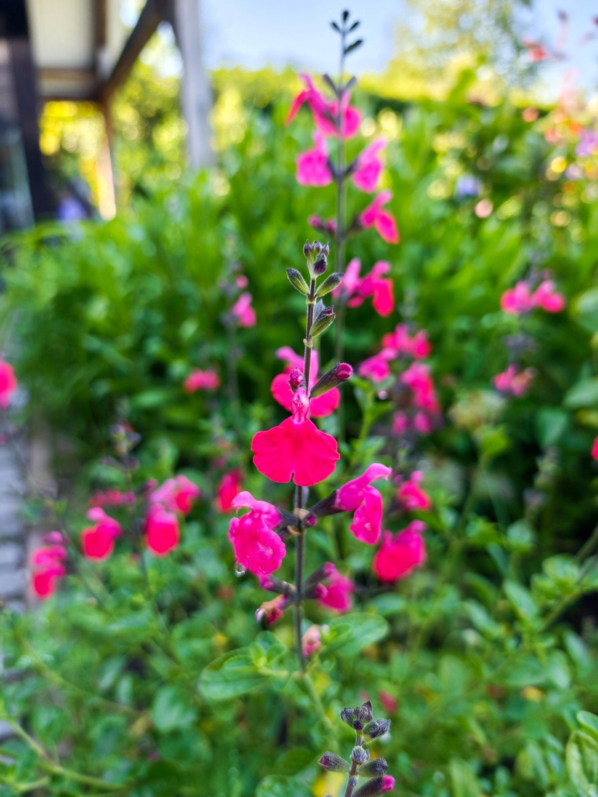 Salvia microphylla 'Hot Pink' - Felroze Salie Stekken, Volle zon, Vaste plant, Zomer, Ophalen