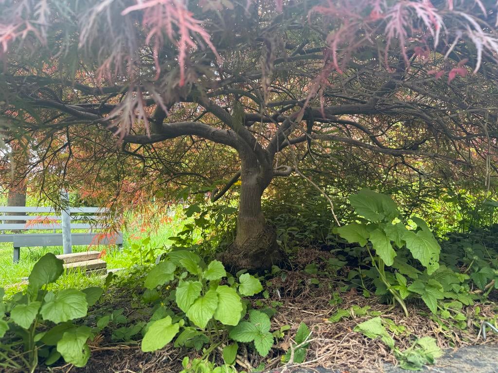 Japanse Esdoorn - Rode Waaieresdoorn (Acer palmatum), Tuin en Terras, Ophalen, Bloeit niet, Halfschaduw, Overige soorten