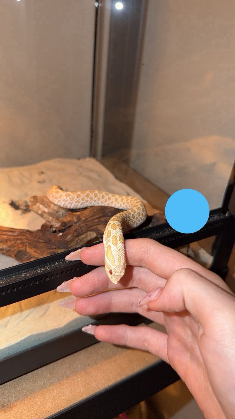Heterodon nasicus, Dieren en Toebehoren, Reptielen en Amfibieën, Slang, Met terrarium, 0 tot 2 jaar