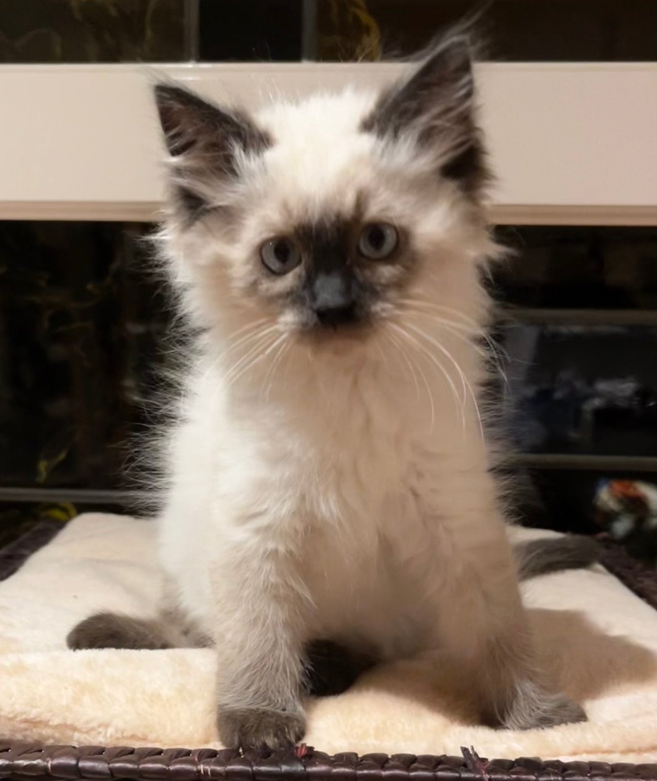 Nog 1 Ragdoll kitten katertje, Kater, Ontwormd, 0 tot 2 jaar