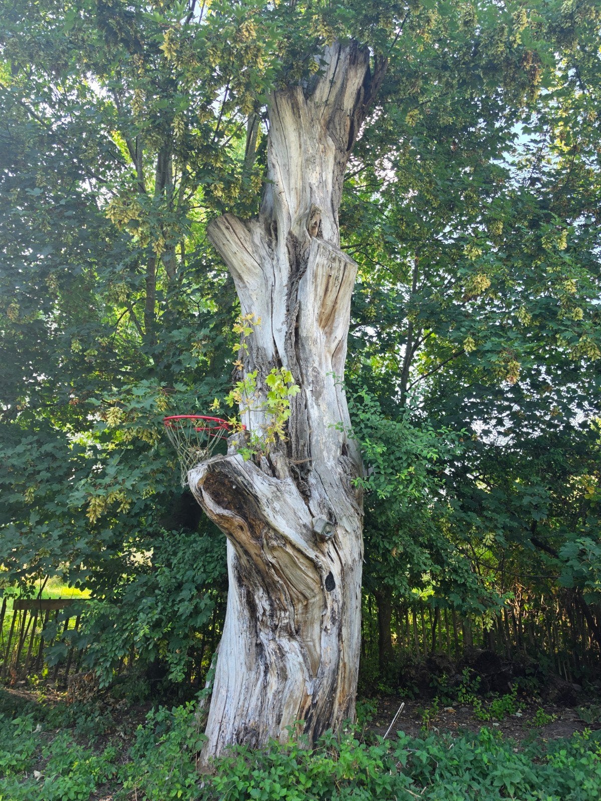 Grote boom, brandhout, gratis ophalen/zagen, Tuin en Terras, Planten | Bomen, Ophalen, Volle zon, Overige soorten