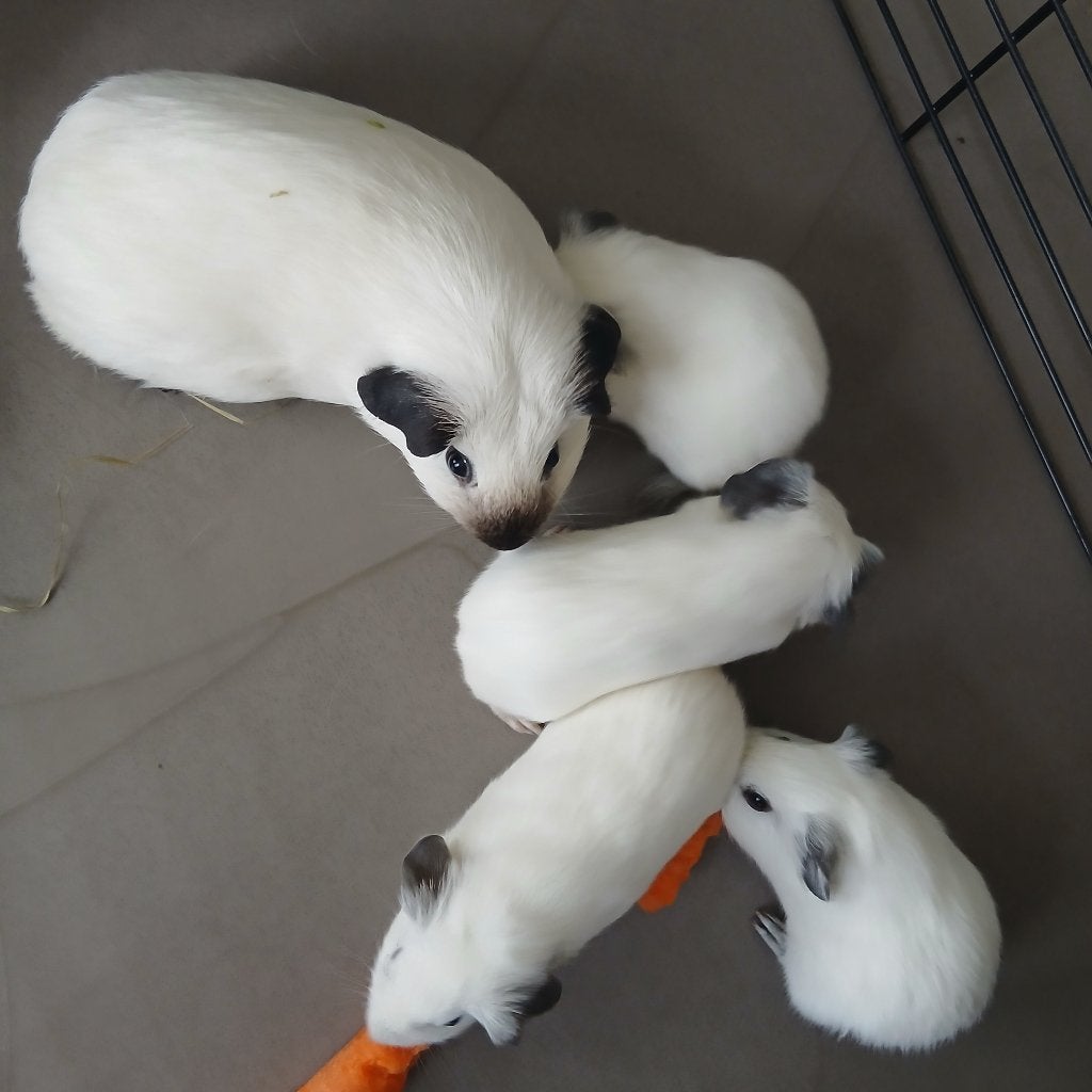 Witte California cavia's, Dieren en Toebehoren, September, Meerdere dieren, Cavia