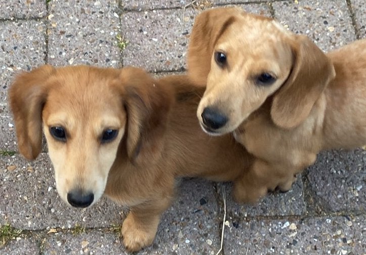 Lieve sociale dwerg teckeltjes, Dieren en Toebehoren, Parvo, 15 weken tot 1 jaar, Meerdere, Meerdere dieren