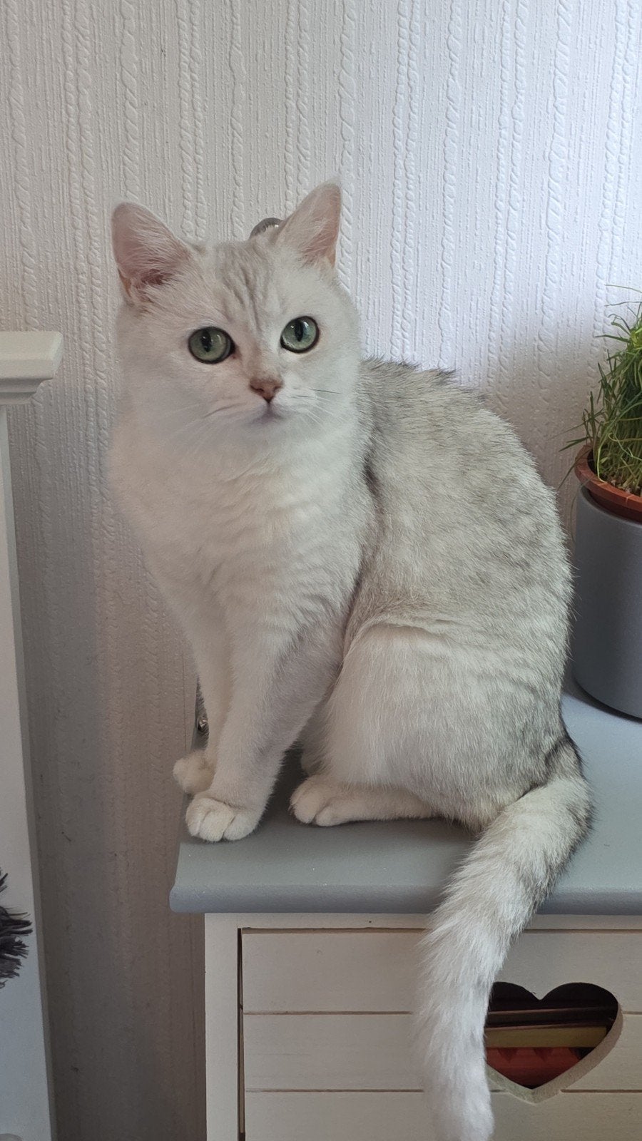 Britse korthaar poes, Dieren en Toebehoren, Katten en Kittens | Raskatten | Korthaar, Poes, Gechipt, 3 tot 5 jaar