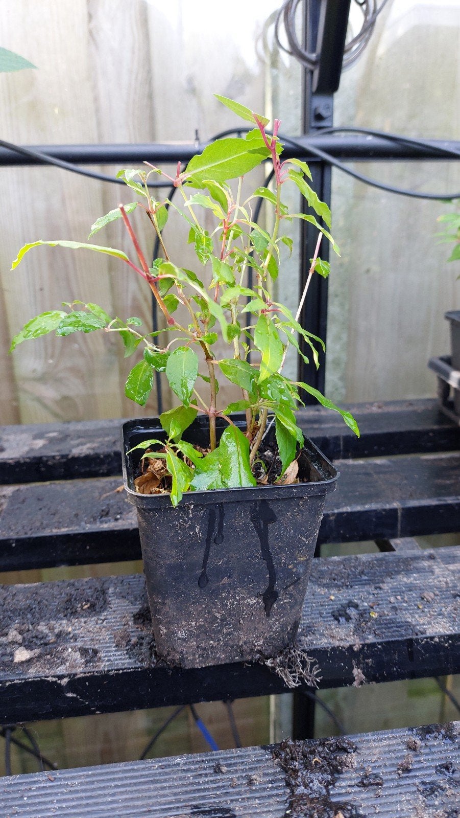 Winterharde Fuchsia - Goed Geworteld, Tuin en Terras, Ophalen, Vaste plant, Overige soorten