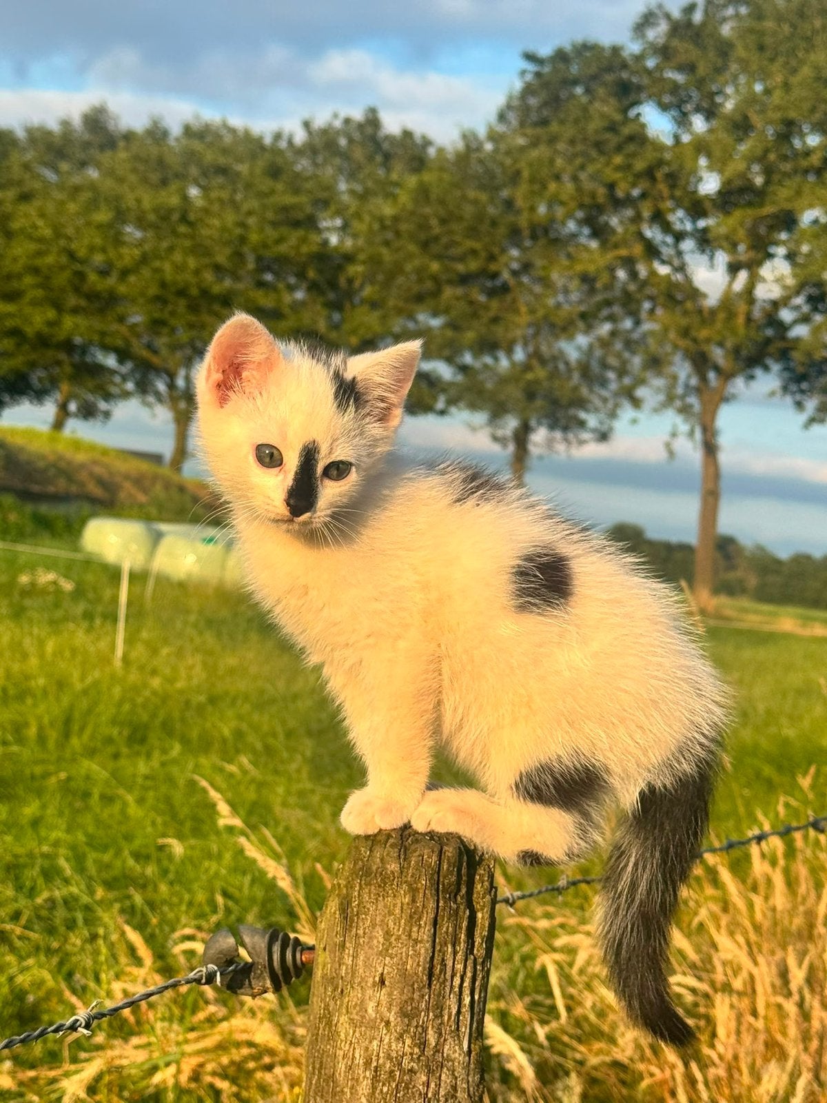 2 lieve boerderijkittens te koop, Kater, Ontwormd, 0 tot 2 jaar