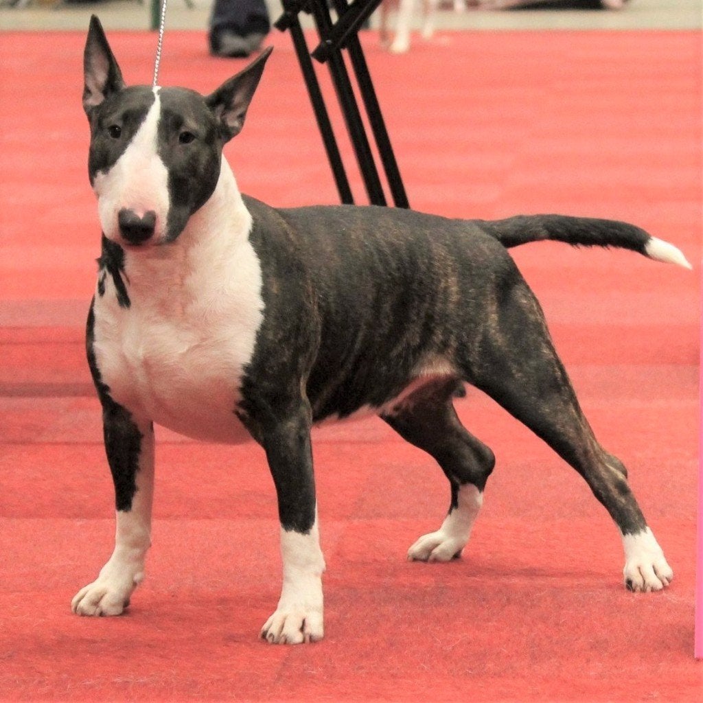 Engelse Bullterriër herplaatser, Dieren en Toebehoren, Honden | Jack Russells en Terriërs, 6 jaar of ouder, Bull Terriër, CDV (hondenziekte)