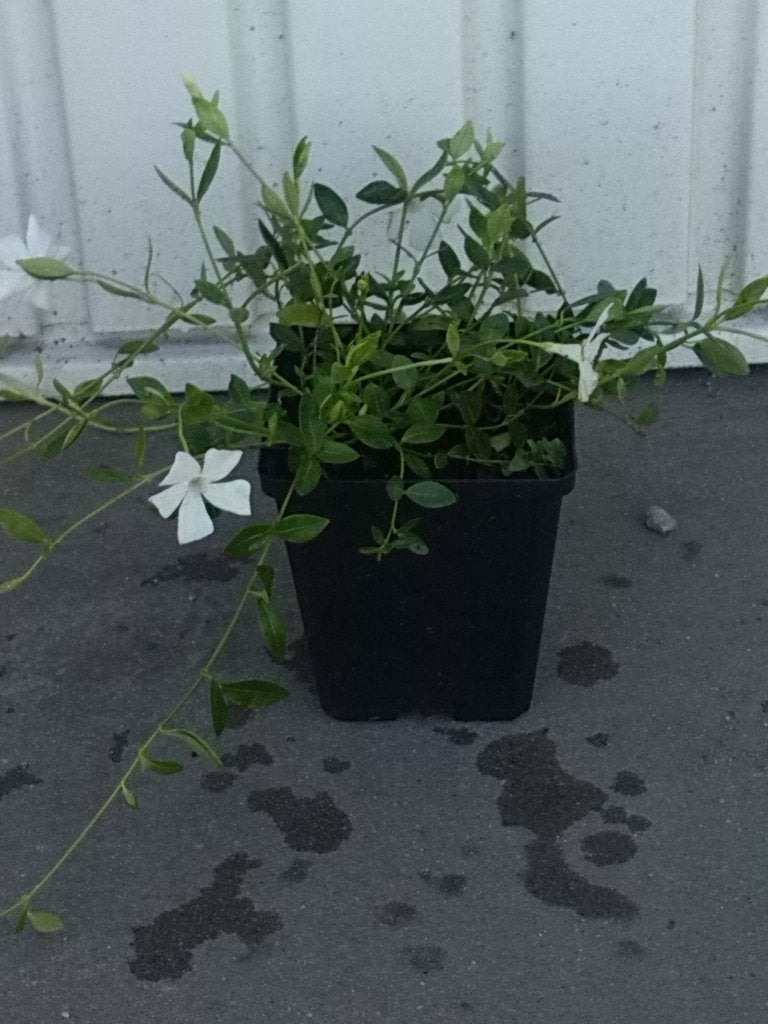 Vinca minor (maagdenpalm), Tuin en Terras, Planten | Tuinplanten, Vaste plant, Bodembedekkers, Halfschaduw, Lente, Ophalen