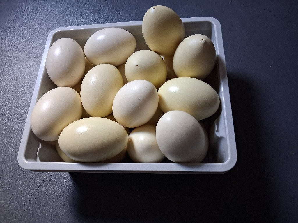 Nandoe eieren uitgeblazen, Ophalen, Nieuw