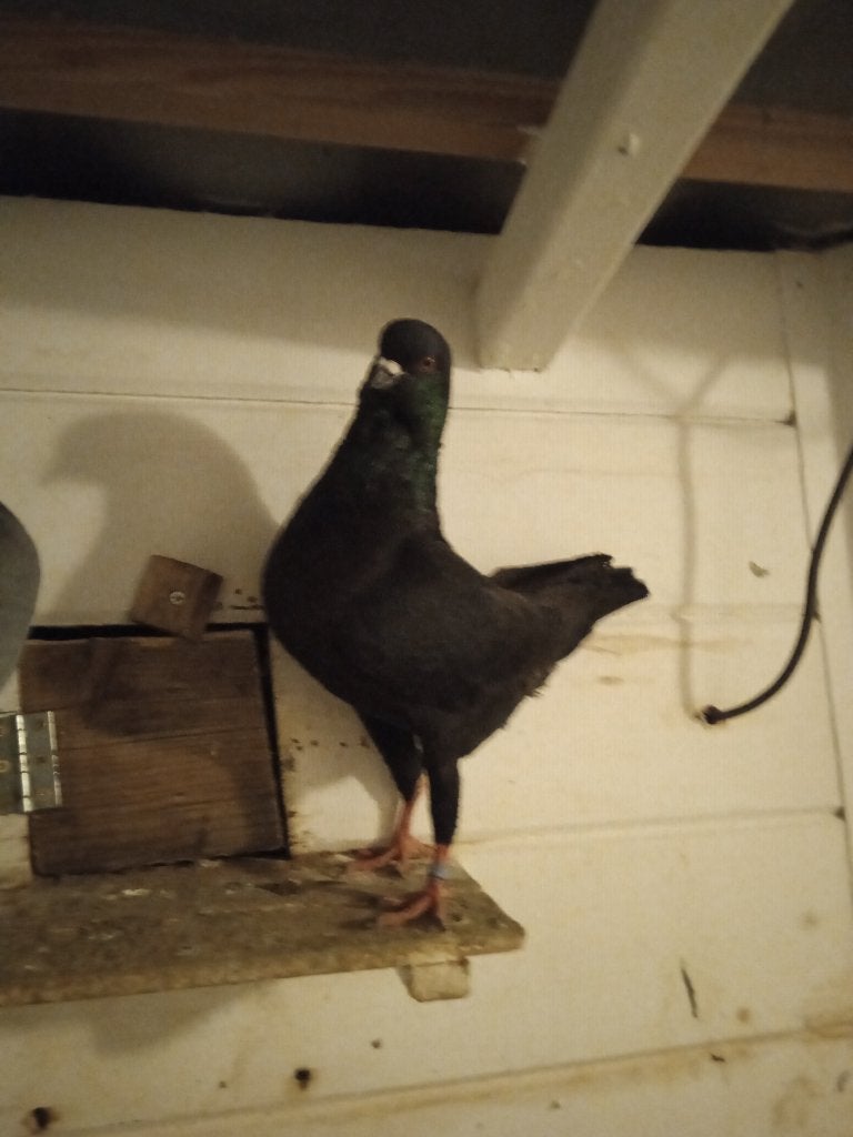duitse modena duiven, Dieren en Toebehoren, Meerdere dieren, Overige soorten