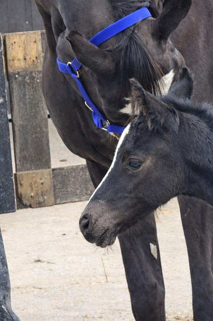Veulen, enter en twee jarige te koop wegens inkrimping, Dieren en Toebehoren, Paarden, Hengst, Dressuurpaard, 0 tot 2 jaar