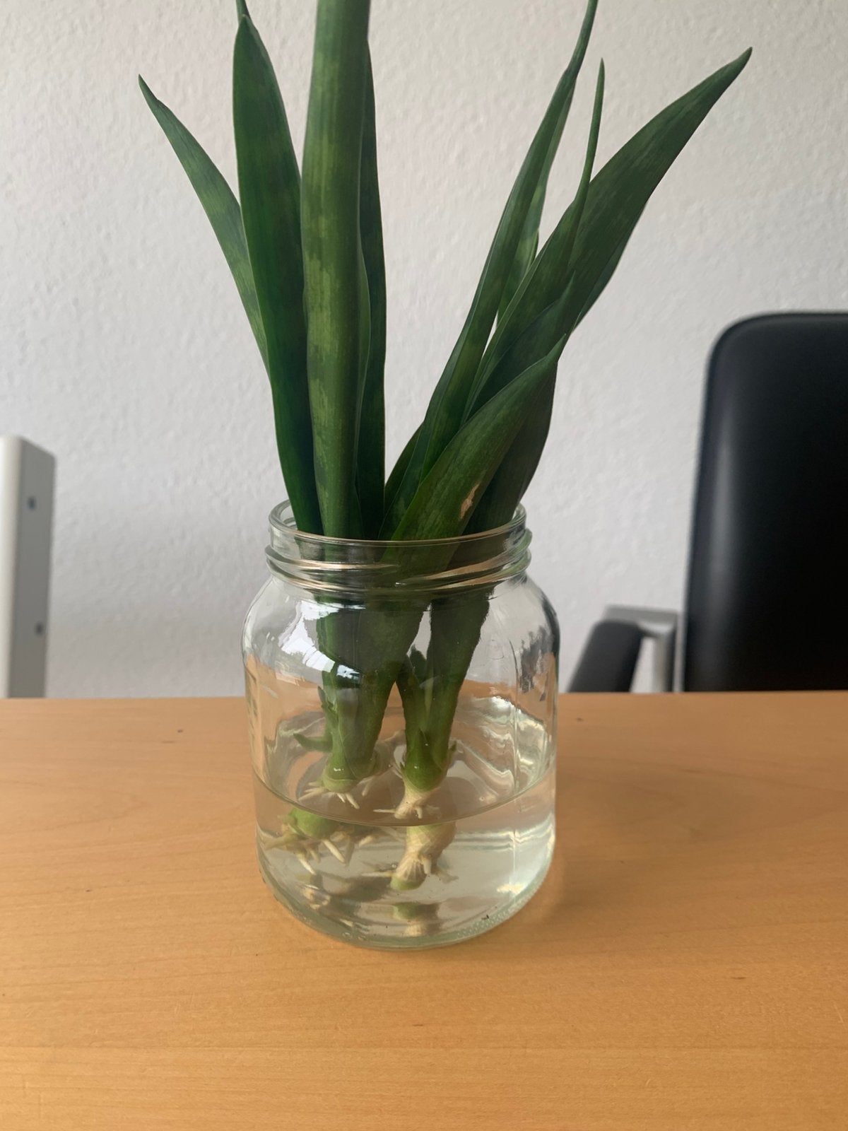 Gratis 3 kamerplanten stekjes, Huis en Inrichting, Kamerplanten, Ophalen, Halfschaduw, Minder dan 100 cm