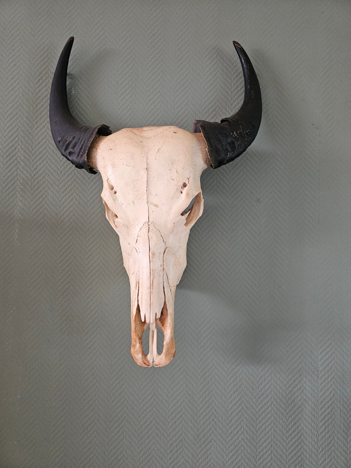 Grote schedel met hoorns - 67 cm breed, Ophalen of Verzenden
