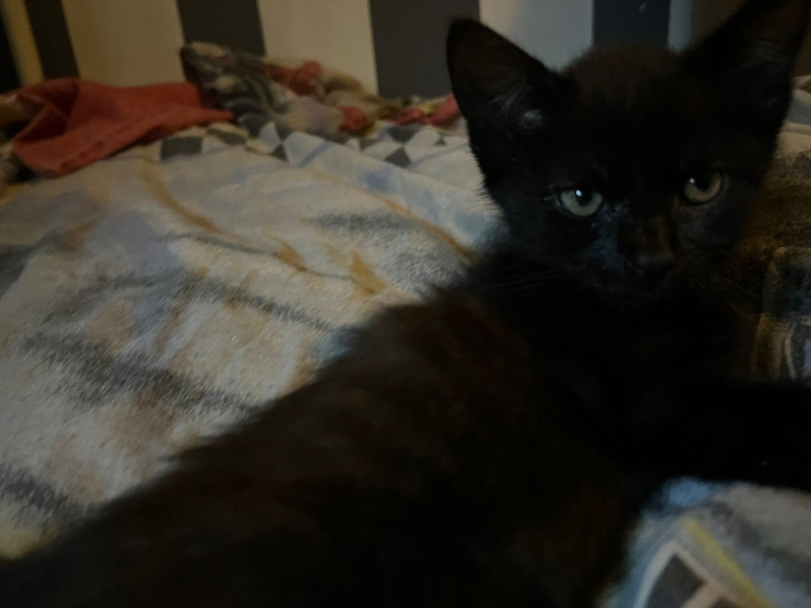 Zwarte kater (mannetje) !!BIEDEN NIET VRAGEN VOOR PRIJS!!, Ophalen of Verzenden