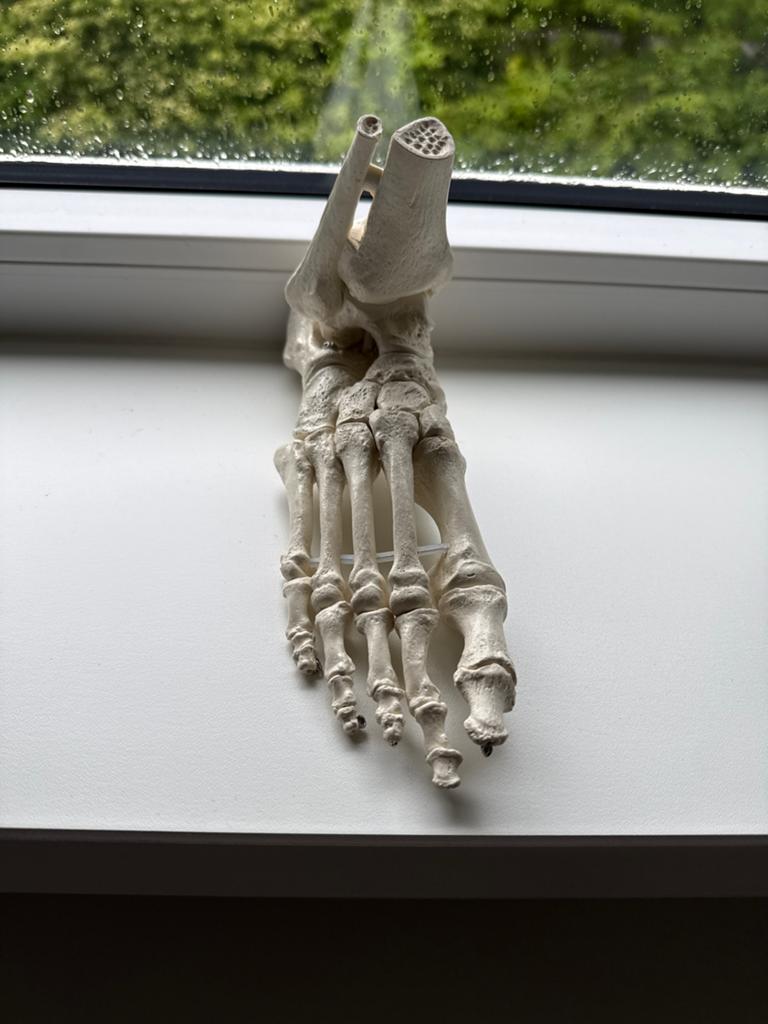 Enkel anatomie model, Diversen, Schoolbenodigdheden, Ophalen of Verzenden, Zo goed als nieuw