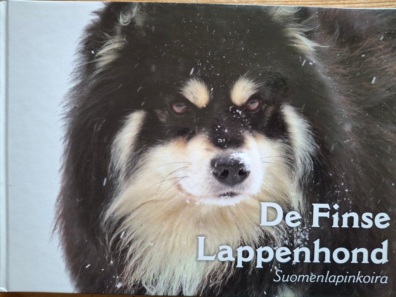 De Finse Lappenhond rashond Sami fokken pup jagen Poolcirkel, Ophalen of Verzenden, Zo goed als nieuw, Honden