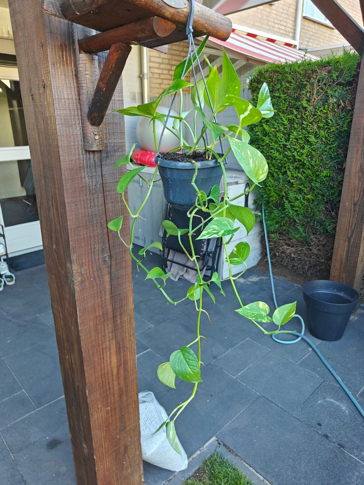 Hangplant - Epipremnum Aureum, Tuin en Terras, Ophalen of Verzenden, Zo goed als nieuw, Kunststof, Overige typen