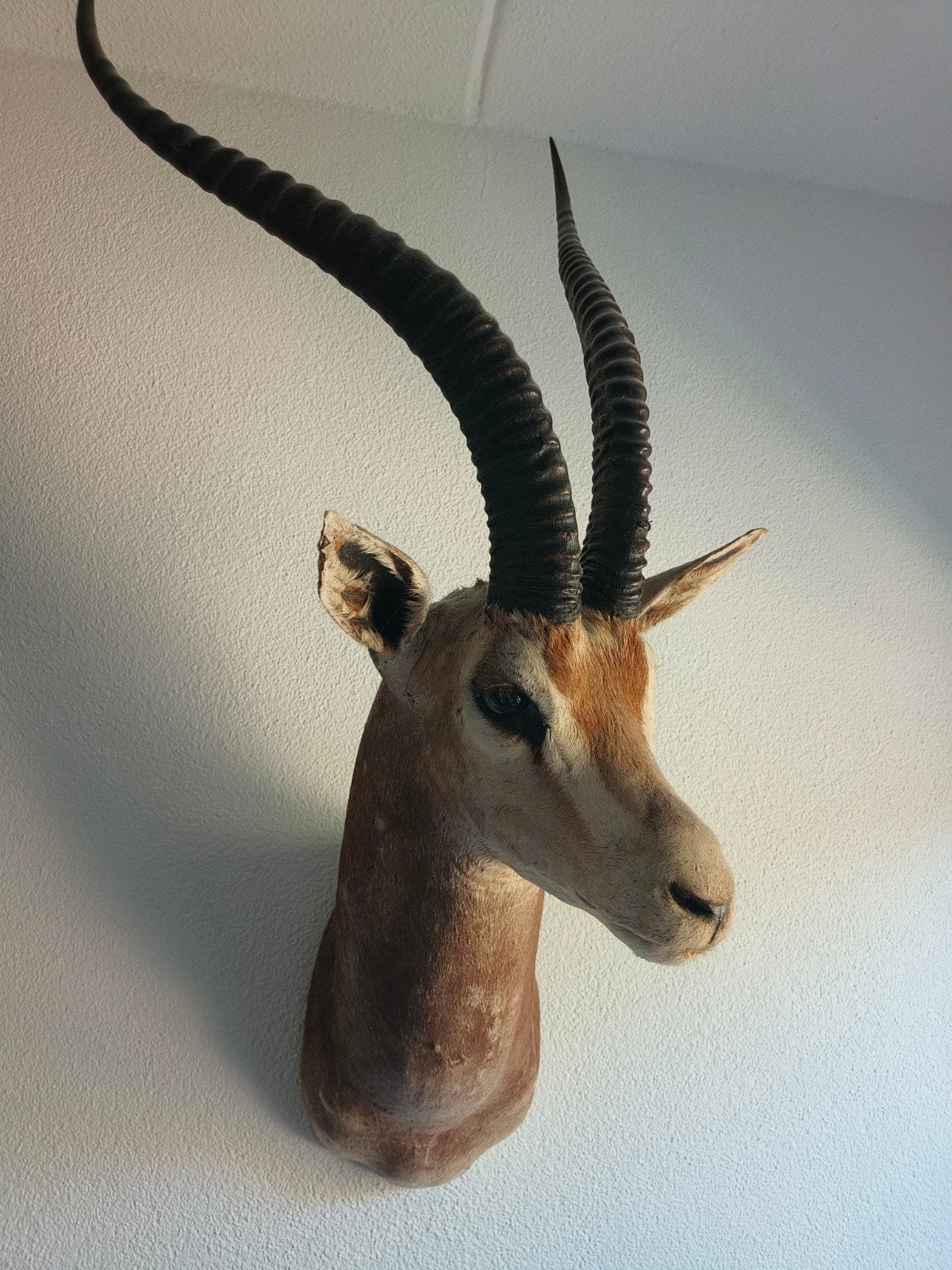 grantgazelle opgezet dier hoofd, Ophalen, Opgezet dier