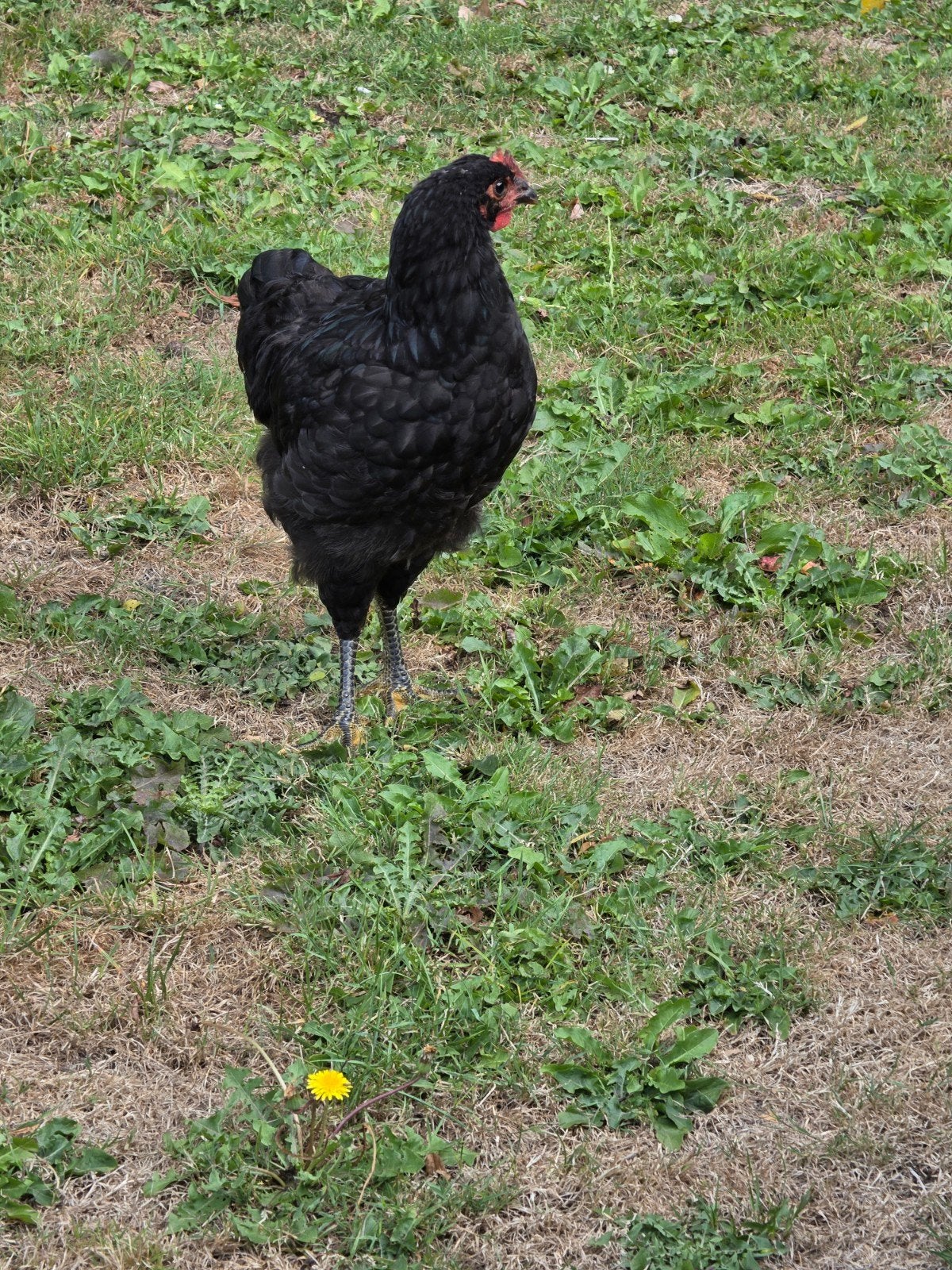 Jersey Giant haantje, Dieren en Toebehoren, Pluimvee, Mannelijk, Kip
