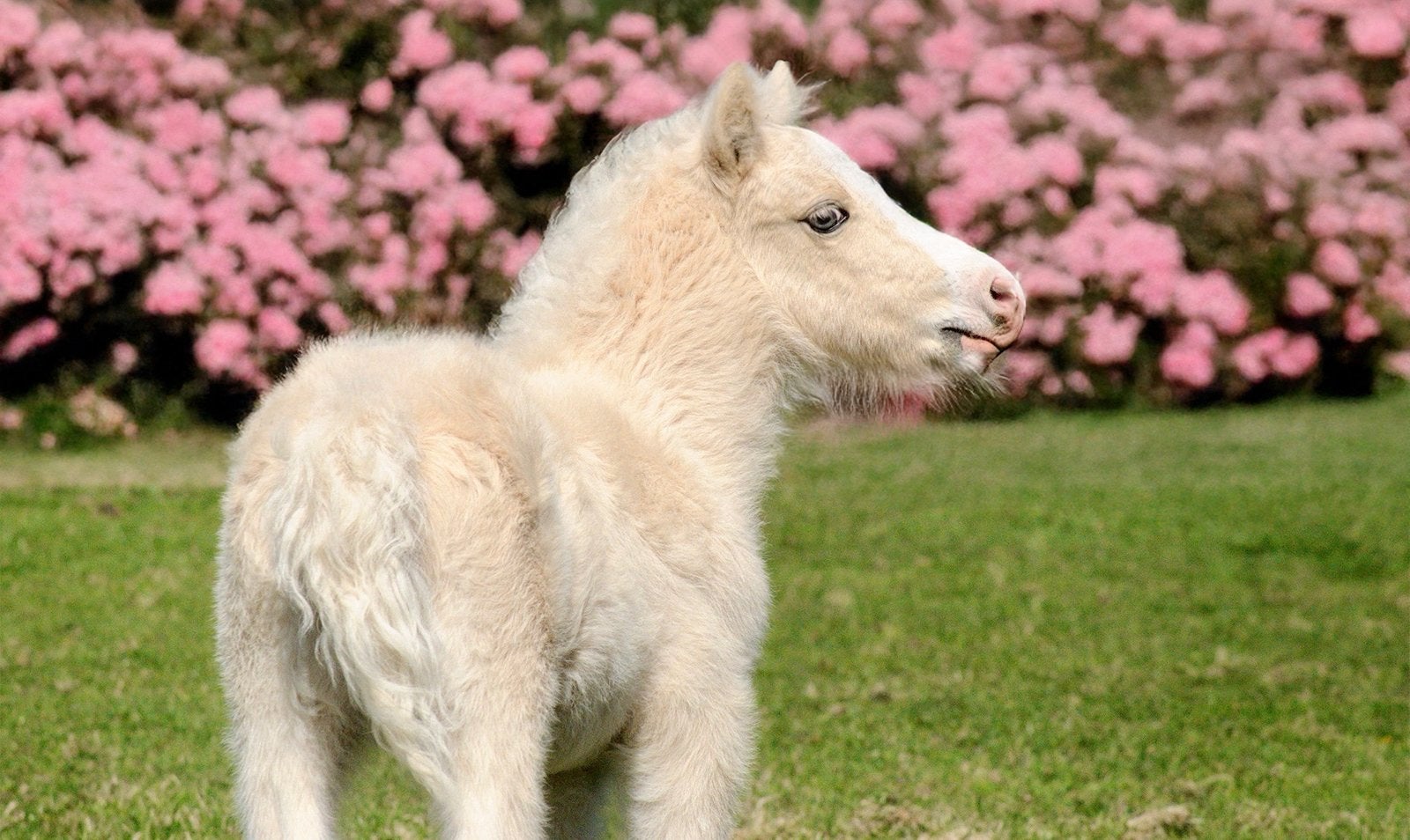 Super knap palomino hengstje, Ophalen of Verzenden, Nieuw