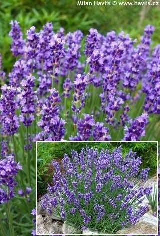 Lavendel ang munstead. Sterke lavendel P9  Bodembedeker., Bodembedekkers, Volle zon, Vaste plant, Ophalen of Verzenden