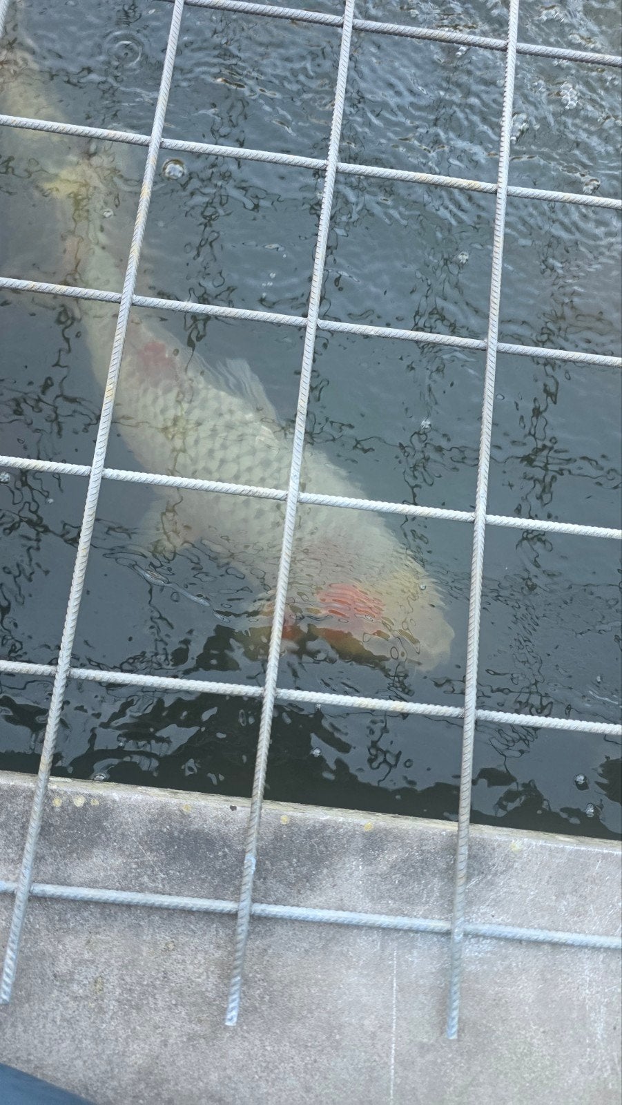 Japanse Koi, Dieren en Toebehoren, Vissen | Vijvervissen, Karper of Koi