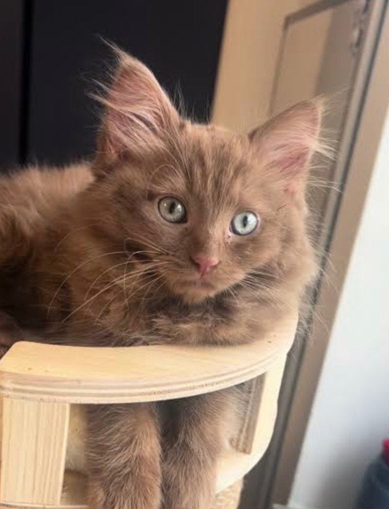 Gezocht: Ragdoll poesje cinnamon/fawn (solid/mitted), Poes, 0 tot 2 jaar