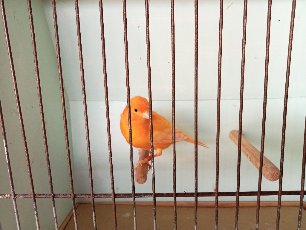 Kanarie, Dieren en Toebehoren, Mannelijk, Kleurkanarie