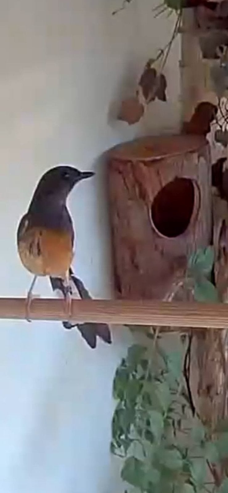 Schamalijster pop, Dieren en Toebehoren, Vogels | Overige Vogels, Vrouwelijk