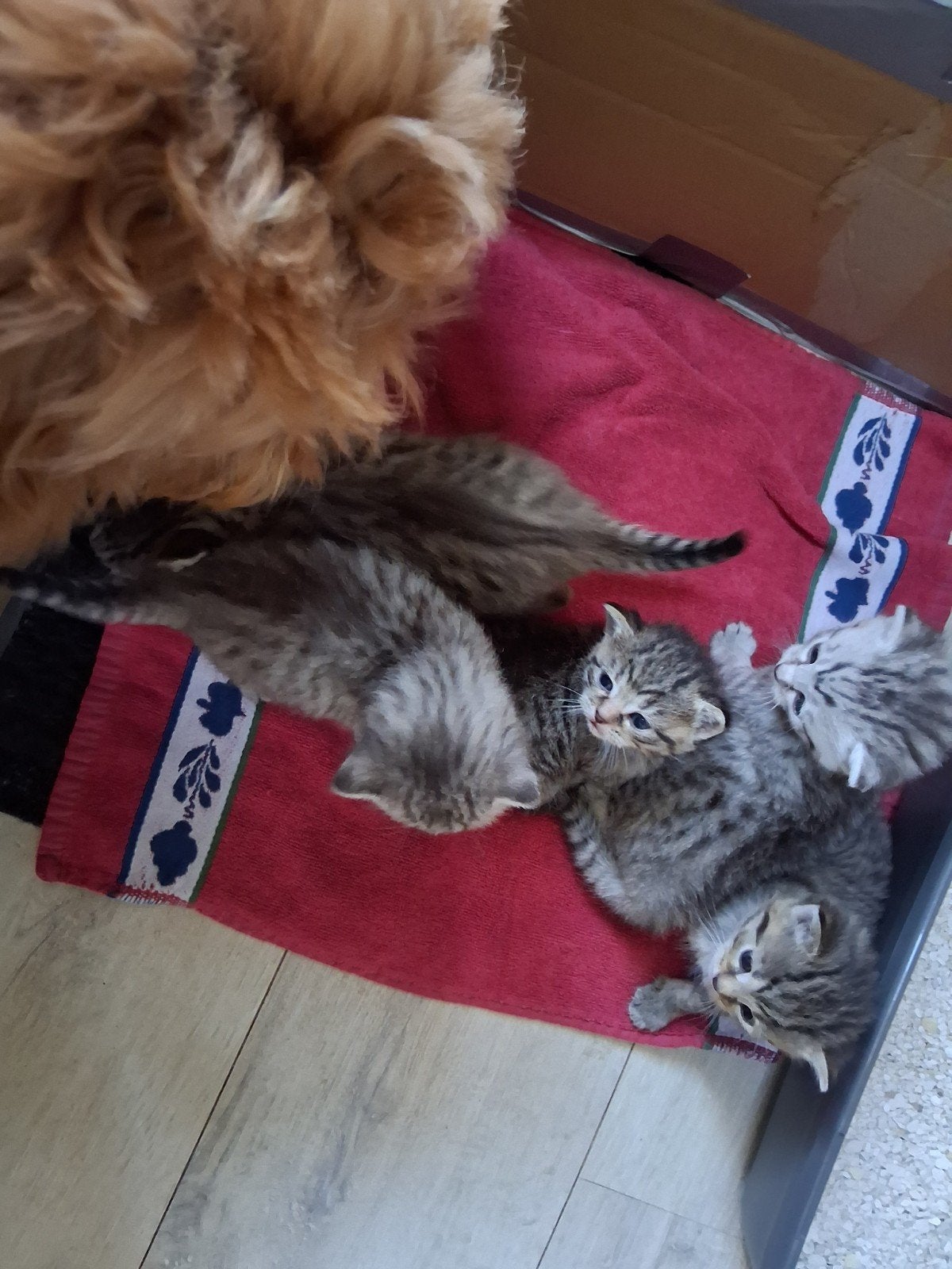 bengaal x kittens te reserveren nog 3, Dieren en Toebehoren, Meerdere dieren, Ontwormd, 0 tot 2 jaar