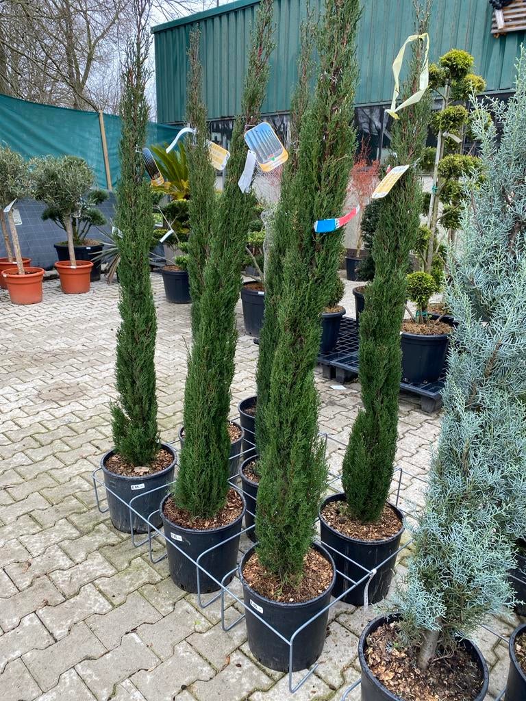 Italiaanse Cipres (Cupressus Sempervirens Pyramidalis), Volle zon, Vaste plant, Bloeit niet, Ophalen