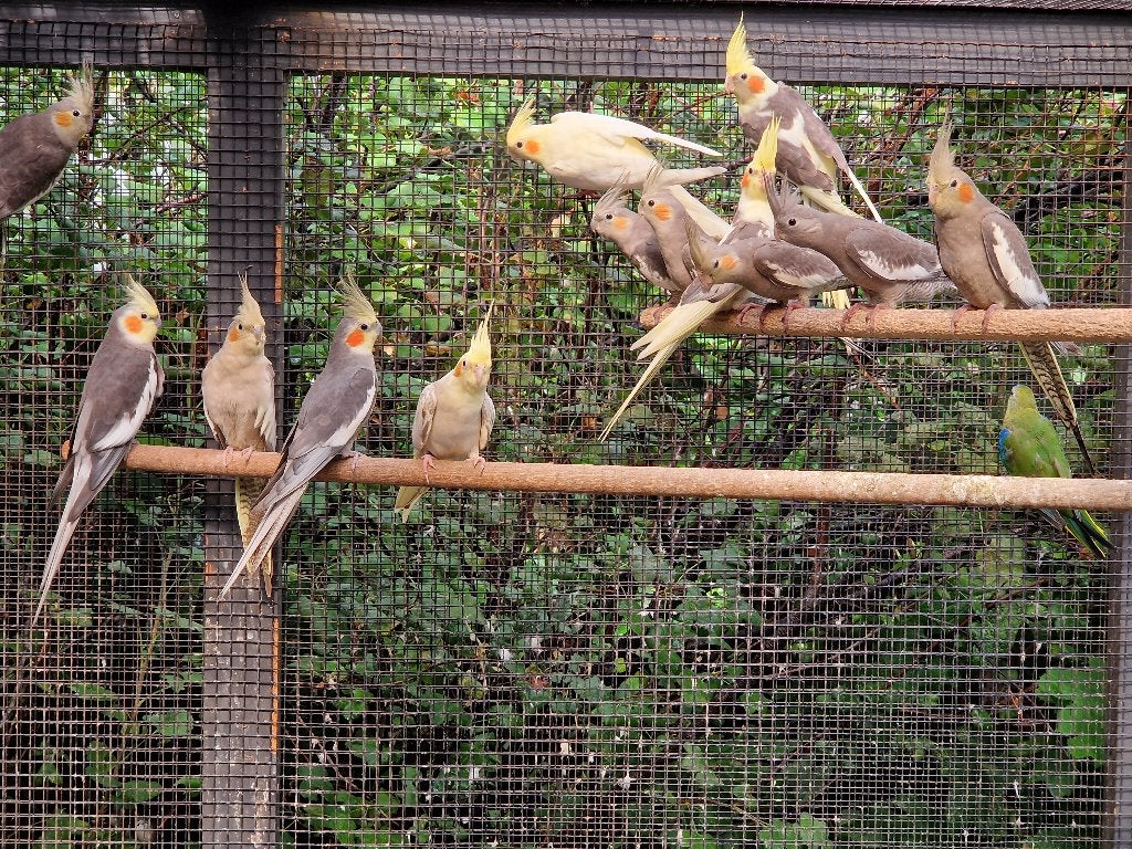 Jonge valkparkieten te koop, Dieren en Toebehoren, Meerdere dieren, Parkiet
