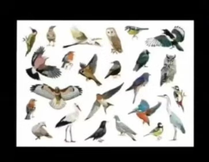Vogels IJsvogel Uil Ekster Vlaamse Gaai Pimpelmees Ooievaar., Ophalen of Verzenden, 1980 tot heden, Ongelopen, Vogel